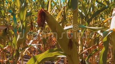 有机生活方式玉米地干熟玉米的农业。 概念玉米收获天然产品农业